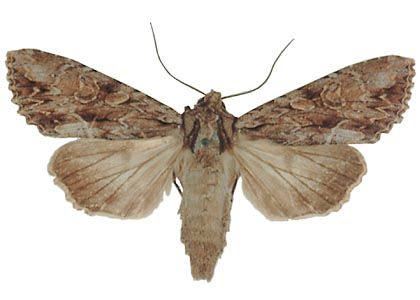 Apamea monoglypha (Hufnagel, 1766) attēls