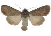 Apamea oblonga (Haworth, 1809) attēls