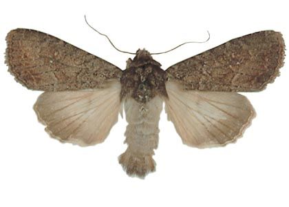 Apamea oblonga (Haworth, 1809) attēls