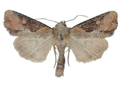 Apamea ophiogramma (Esper, 1794) attēls