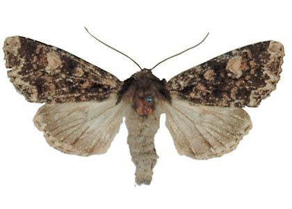 Apamea rubrirena (Treitschke, 1766) attēls