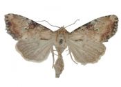 Apamea scolopacina (Esper, 1788) attēls