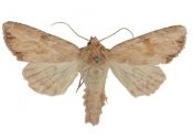 Apamea sublustris (Esper, 1788) attēls