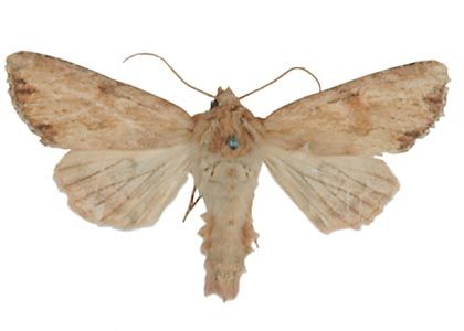 Apamea sublustris (Esper, 1788) attēls