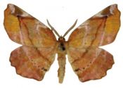 Apeira syringaria (Linnaeus, 1758) attēls