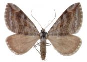 Aplocera efformata (Guenée, 1857) attēls