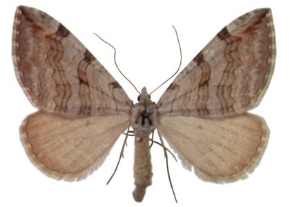 Aplocera plagiata (Linnaeus, 1758) attēls