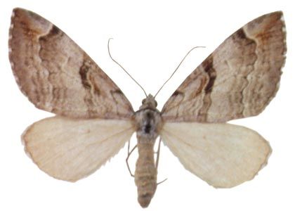 Aplocera praeformata (Hübner, 1826) attēls