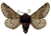 Apocheima hispidaria (Denis & Schiffermüller, 1775) attēls