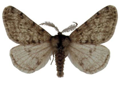 Apocheima pilosaria (Denis & Schiffermüller, 1775) attēls