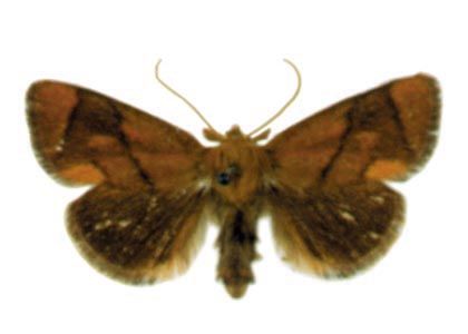 Apoda limacodes (Hufnagel, 1766) attēls