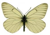 Aporia crataegi (Linnaeus, 1758) attēls