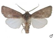 Aporophyla lutulenta (Denis & Schiffermüller, 1775) attēls