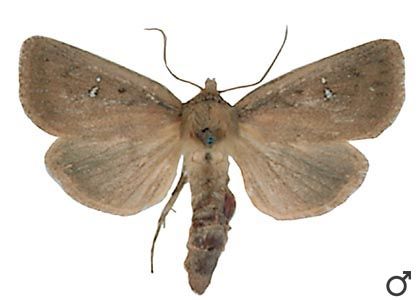 Archanara geminipuncta (Haworth, 1809) attēls