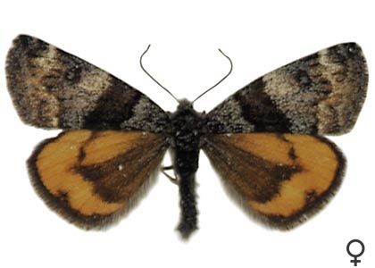 Archiearis notha (Hübner, 1803) attēls