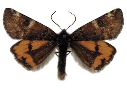 Archiearis parthenias (Linnaeus, 1761) attēls