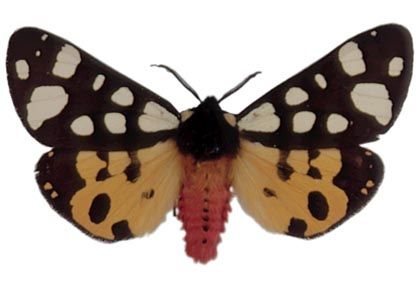 Arctia villica (Linnaeus, 1758) attēls