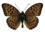 Argynnis adippe (Denis & Schiffermüller, 1775) attēls