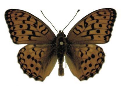 Argynnis adippe (Denis & Schiffermüller, 1775) attēls