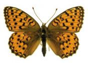 Argynnis aglaja (Linnaeus, 1758) attēls