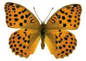 Argynnis laodice (Pallas, 1771) attēls