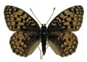 Argynnis niobe (Linnaeus, 1758) attēls