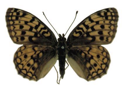 Argynnis niobe (Linnaeus, 1758) attēls