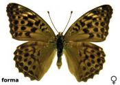 Argynnis paphia (Linnaeus, 1758) attēls