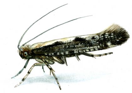 Argyresthia conjugella Zeller, 1839 attēls