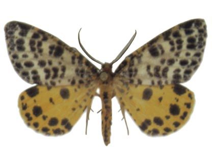 Arichanna melanaria (Linnaeus, 1758) attēls