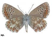 Aricia artaxerxes (Fabricius, 1793) attēls