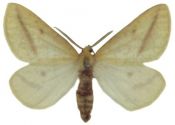 Aspilates gilvaria (Denis & Schiffermüller, 1775) attēls