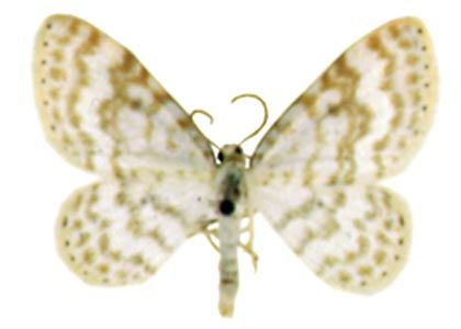 Asthena albulata (Hufnagel, 1767) attēls