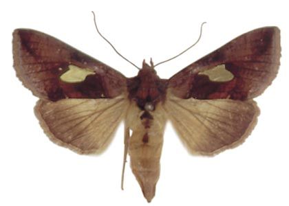 Autographa bractea (Denis & Schiffermüller, 1775) attēls