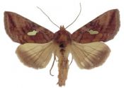 Autographa excelsa (Kretschmar, 1862) attēls