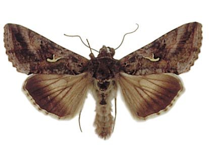 Autographa gamma (Linnaeus, 1758) attēls