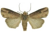 Axylia putris (Linnaeus, 1761) attēls