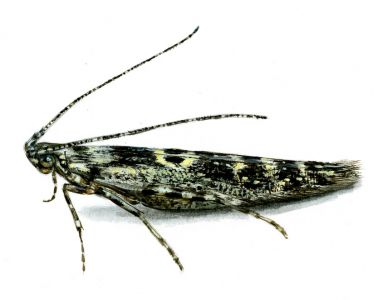 Batrachedra praeangusta (Haworth, 1828) attēls