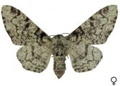 Biston betularia (Linnaeus, 1758) attēls