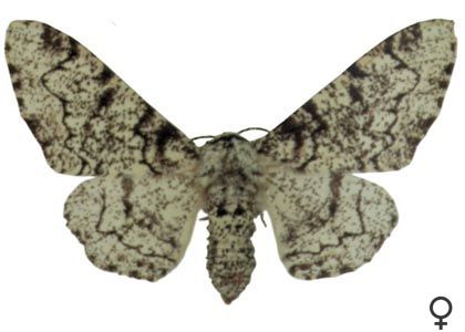 Biston betularia (Linnaeus, 1758) attēls