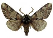 Biston strataria (Hufnagel, 1767) attēls