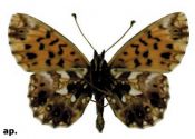 Boloria dia (Linnaeus, 1767) attēls