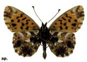 Boloria dia (Linnaeus, 1767) attēls