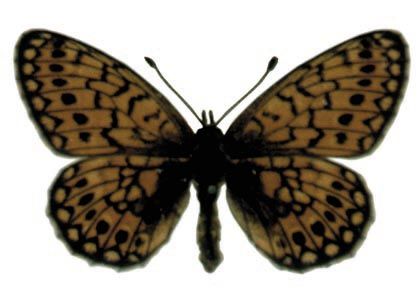 Boloria eunomia (Esper, 1799) attēls