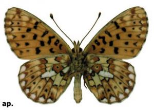 agrais purvraibenis attēls