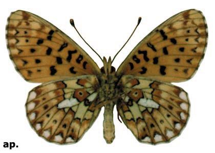 Boloria euphrosyne (Linnaeus, 1758) attēls