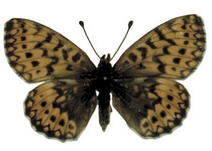 Boloria freija (Thunberg, 1791) attēls