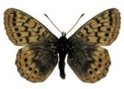 Boloria frigga (Thunberg, 1791) attēls