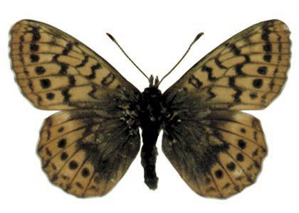 Boloria frigga (Thunberg, 1791) attēls