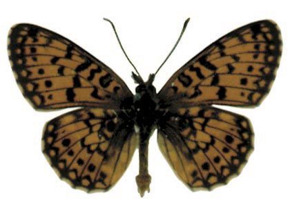 Boloria selene (Denis & Schiffermüller, 1775) attēls